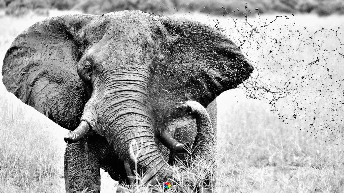 Trunk Call