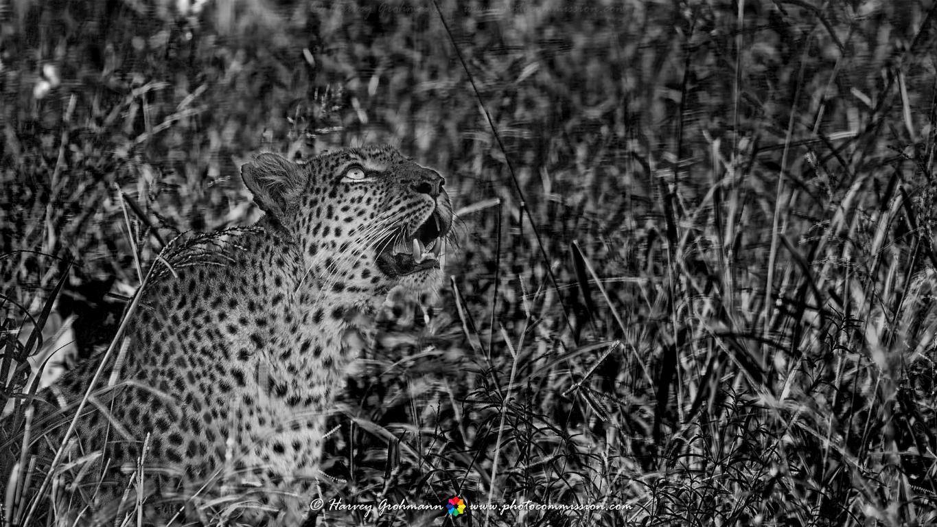Watchful