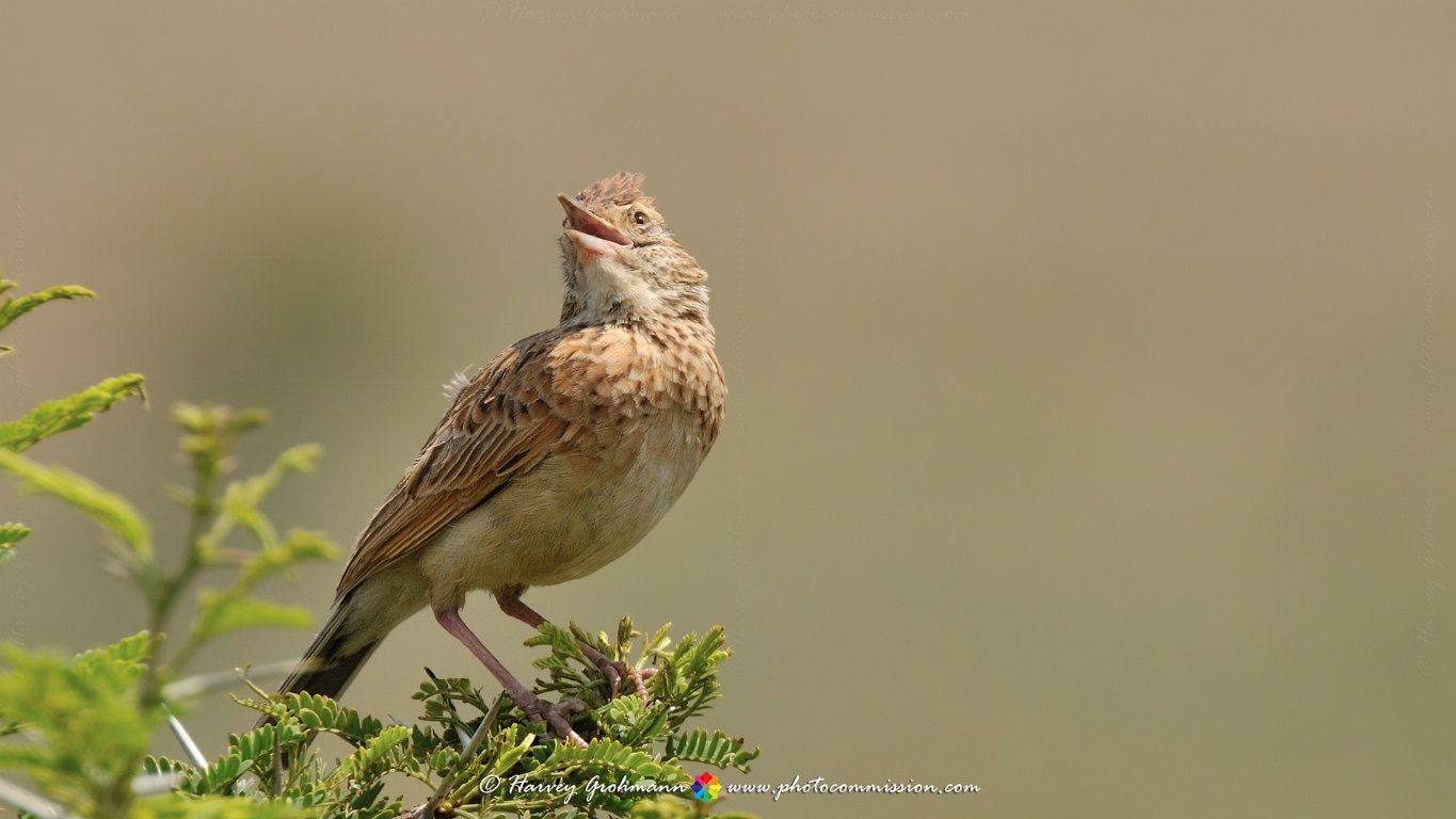 Songbird
