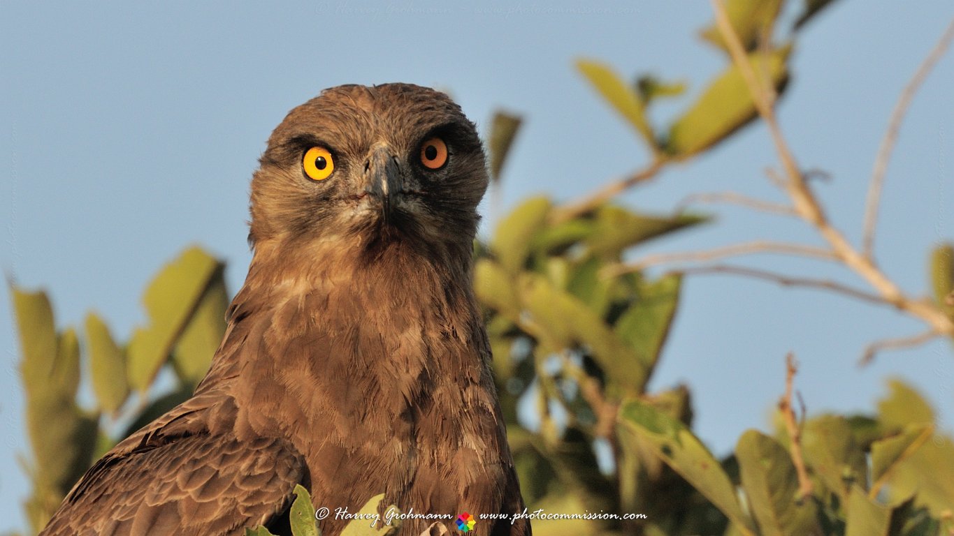 Stare Down
