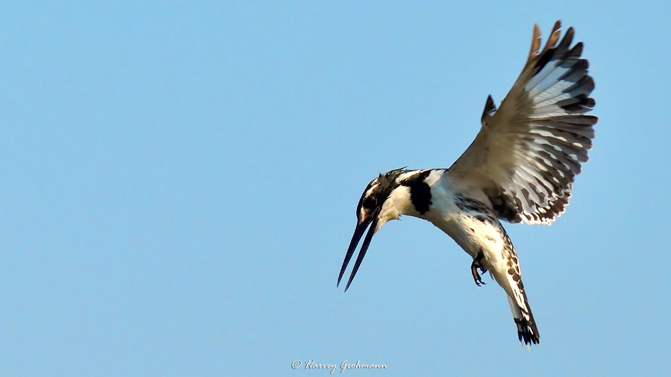 Hovering Pied KF.