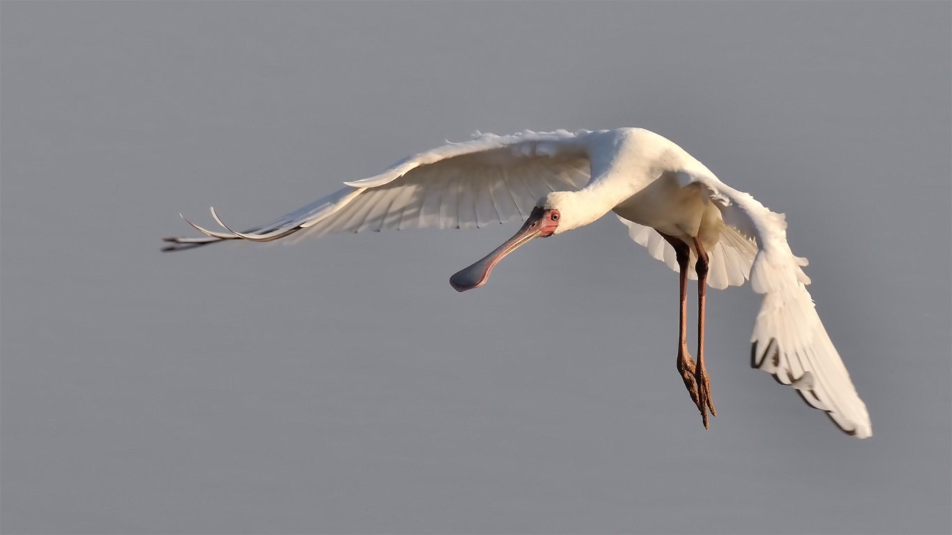 African Spoonbill on final