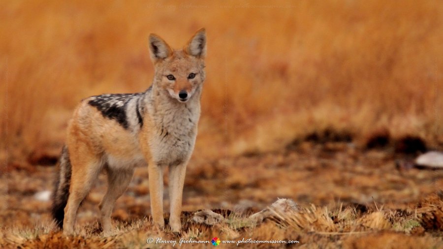 Wary Black Backed Jackal