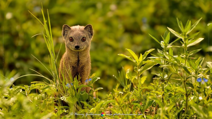 Inquisitive Yellow Mongoose